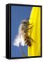 USA, California, San Diego, Honey Bee Taking Off-Jaynes Gallery-Framed Stretched Canvas