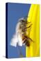 USA, California, San Diego, Honey Bee Taking Off-Jaynes Gallery-Stretched Canvas