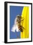 USA, California, San Diego, Honey Bee Taking Off-Jaynes Gallery-Framed Photographic Print