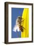 USA, California, San Diego, Honey Bee Taking Off-Jaynes Gallery-Framed Photographic Print