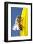 USA, California, San Diego, Honey Bee Taking Off-Jaynes Gallery-Framed Photographic Print