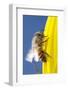 USA, California, San Diego, Honey Bee Taking Off-Jaynes Gallery-Framed Photographic Print