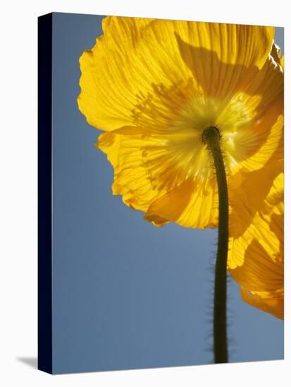 USA, California, San Diego, Iceland poppy-Ann Collins-Stretched Canvas