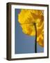USA, California, San Diego, Iceland poppy-Ann Collins-Framed Photographic Print