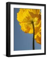 USA, California, San Diego, Iceland poppy-Ann Collins-Framed Photographic Print