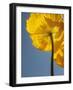 USA, California, San Diego, Iceland poppy-Ann Collins-Framed Photographic Print