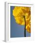 USA, California, San Diego, Iceland poppy-Ann Collins-Framed Photographic Print