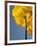 USA, California, San Diego, Iceland poppy-Ann Collins-Framed Photographic Print