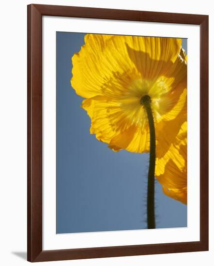 USA, California, San Diego, Iceland poppy-Ann Collins-Framed Photographic Print