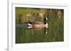 USA, California, San Diego, Lakeside. Canada Goose-Jaynes Gallery-Framed Photographic Print