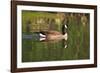 USA, California, San Diego, Lakeside. Canada Goose-Jaynes Gallery-Framed Photographic Print