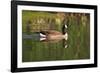 USA, California, San Diego, Lakeside. Canada Goose-Jaynes Gallery-Framed Photographic Print