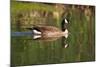 USA, California, San Diego, Lakeside. Canada Goose-Jaynes Gallery-Mounted Photographic Print