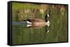 USA, California, San Diego, Lakeside. Canada Goose-Jaynes Gallery-Framed Stretched Canvas