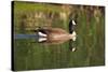 USA, California, San Diego, Lakeside. Canada Goose-Jaynes Gallery-Stretched Canvas