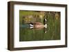 USA, California, San Diego, Lakeside. Canada Goose-Jaynes Gallery-Framed Photographic Print