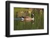 USA, California, San Diego, Lakeside. Canada Goose-Jaynes Gallery-Framed Photographic Print