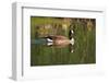 USA, California, San Diego, Lakeside. Canada Goose-Jaynes Gallery-Framed Photographic Print