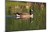 USA, California, San Diego, Lakeside. Canada Goose-Jaynes Gallery-Mounted Photographic Print