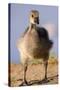 USA, California, San Diego, Lakeside. Canada Gosling-Jaynes Gallery-Stretched Canvas