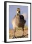 USA, California, San Diego, Lakeside. Canada Gosling-Jaynes Gallery-Framed Photographic Print