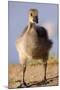 USA, California, San Diego, Lakeside. Canada Gosling-Jaynes Gallery-Mounted Photographic Print