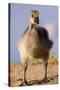 USA, California, San Diego, Lakeside. Canada Gosling-Jaynes Gallery-Stretched Canvas