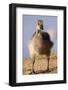 USA, California, San Diego, Lakeside. Canada Gosling-Jaynes Gallery-Framed Photographic Print