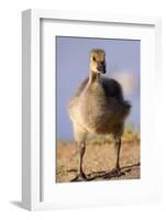 USA, California, San Diego, Lakeside. Canada Gosling-Jaynes Gallery-Framed Photographic Print