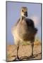 USA, California, San Diego, Lakeside. Canada Gosling-Jaynes Gallery-Mounted Photographic Print