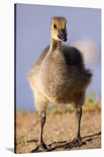 USA, California, San Diego, Lakeside. Canada Gosling-Jaynes Gallery-Stretched Canvas