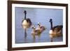 USA, California, San Diego, Lakeside. Canada Goslings-Jaynes Gallery-Framed Photographic Print