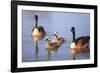 USA, California, San Diego, Lakeside. Canada Goslings-Jaynes Gallery-Framed Photographic Print