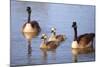 USA, California, San Diego, Lakeside. Canada Goslings-Jaynes Gallery-Mounted Photographic Print