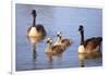USA, California, San Diego, Lakeside. Canada Goslings-Jaynes Gallery-Framed Photographic Print