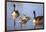 USA, California, San Diego, Lakeside. Canada Goslings-Jaynes Gallery-Framed Photographic Print