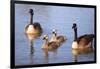 USA, California, San Diego, Lakeside. Canada Goslings-Jaynes Gallery-Framed Photographic Print