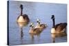 USA, California, San Diego, Lakeside. Canada Goslings-Jaynes Gallery-Stretched Canvas