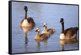 USA, California, San Diego, Lakeside. Canada Goslings-Jaynes Gallery-Framed Stretched Canvas