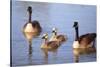 USA, California, San Diego, Lakeside. Canada Goslings-Jaynes Gallery-Stretched Canvas