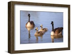 USA, California, San Diego, Lakeside. Canada Goslings-Jaynes Gallery-Framed Photographic Print