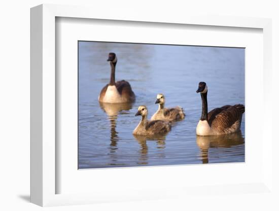 USA, California, San Diego, Lakeside. Canada Goslings-Jaynes Gallery-Framed Photographic Print