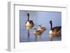 USA, California, San Diego, Lakeside. Canada Goslings-Jaynes Gallery-Framed Photographic Print