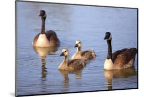 USA, California, San Diego, Lakeside. Canada Goslings-Jaynes Gallery-Mounted Photographic Print