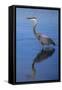 USA, California, San Diego, Lakeside. Great Blue Heron-Jaynes Gallery-Framed Stretched Canvas