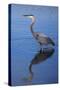 USA, California, San Diego, Lakeside. Great Blue Heron-Jaynes Gallery-Stretched Canvas