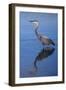 USA, California, San Diego, Lakeside. Great Blue Heron-Jaynes Gallery-Framed Photographic Print