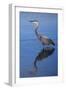 USA, California, San Diego, Lakeside. Great Blue Heron-Jaynes Gallery-Framed Photographic Print