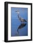 USA, California, San Diego, Lakeside. Great Blue Heron-Jaynes Gallery-Framed Photographic Print