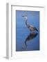 USA, California, San Diego, Lakeside. Great Blue Heron-Jaynes Gallery-Framed Photographic Print